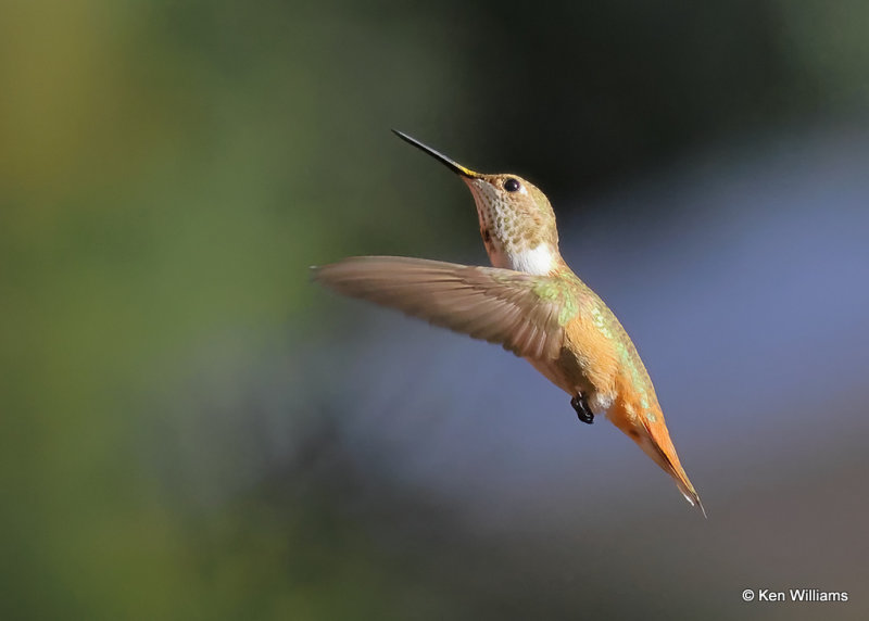 Rufous Hummingbird immature male, Pardise, AZ, 9-14-2022a_0L0A8084_2.jpg