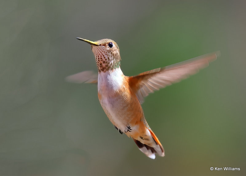 Rufous Hummingbird immature male, Pardise, AZ, 9-14-2022a_0L0A8927_2.jpg