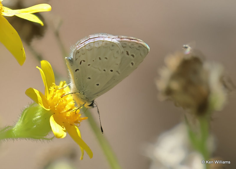 Summer Azure, Portal, AZ, 9-15-2022a_0L0A0400_2.jpg