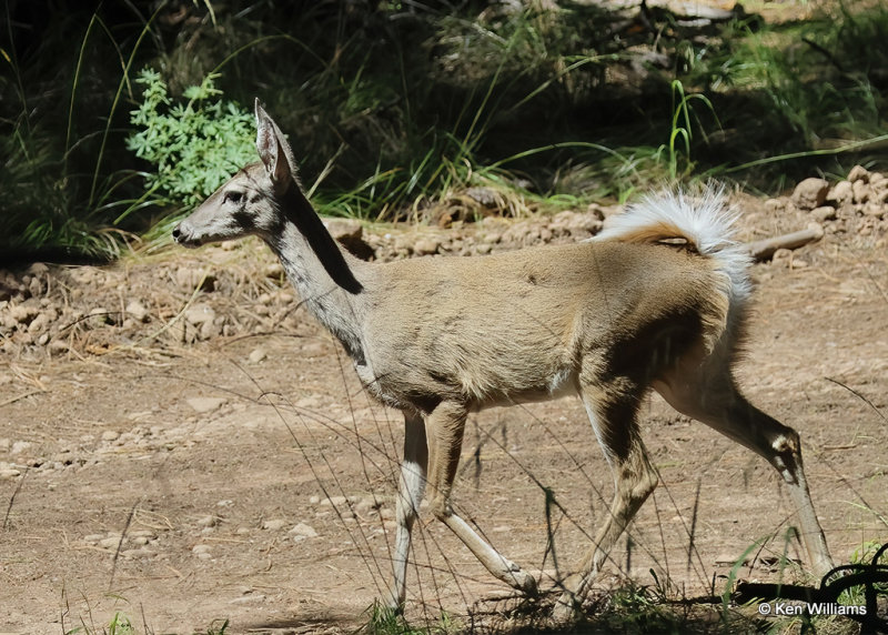 White-tailed Deer doe - Coues, Barfoot Park, AZ, 9-16-2022a_0L0A1888_2.jpg