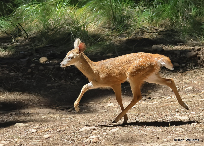 White-tailed Deer fawn - Coues, Barfoot Park, AZ, 9-16-2022a_0L0A1898_2.jpg