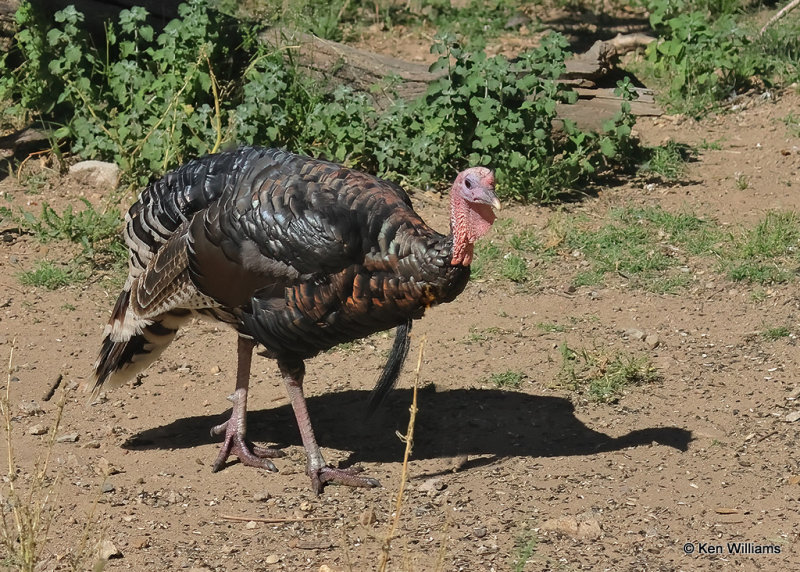 Wild Turkey tom - Goulds subspecies, Madera Canyon, AZ, 9-20-2022a_0L0A6219_2.jpg