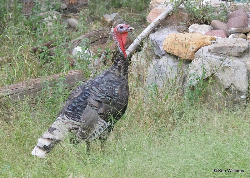 Wild Turkey tom - Goulds subspecies, Madera Canyon, AZ, 9-21-2022a_0L0A8333_2.jpg