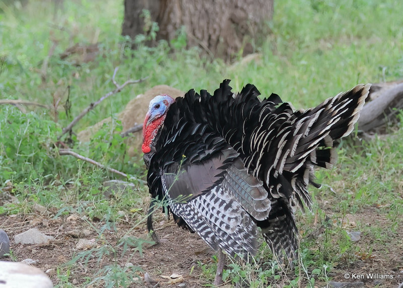 Wild Turkey tom - Goulds subspecies, Madera Canyon, AZ, 9-21-2022a_0L0A8388_2.jpg