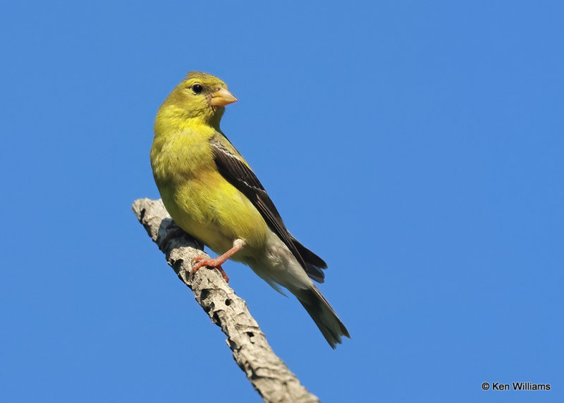 American Goldfinch male, Rogers Co yard, OK, 9-5-2022a_4.jpg
