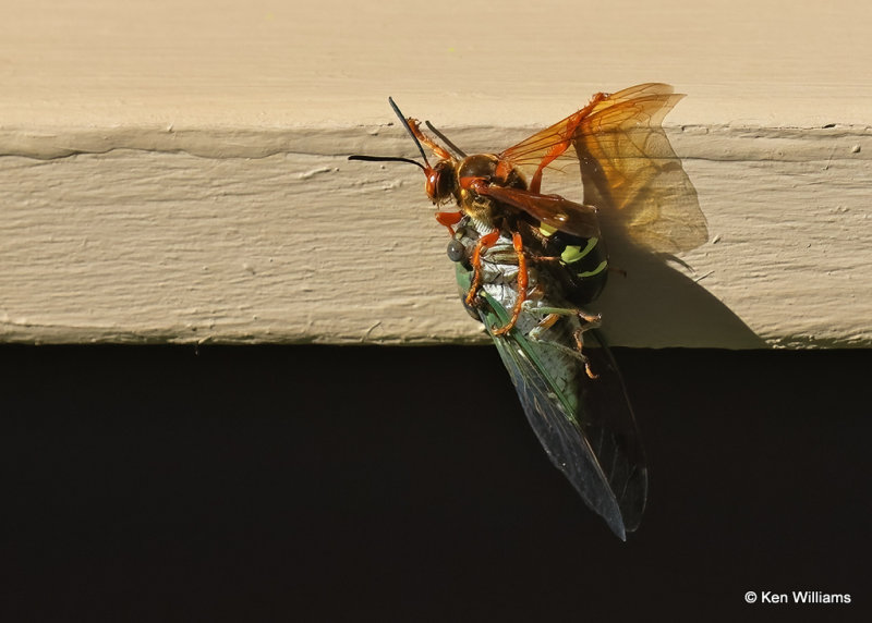 Eastern Cicada Killer, Rogers Co yard, OK, 9-4-2022a_13.jpg