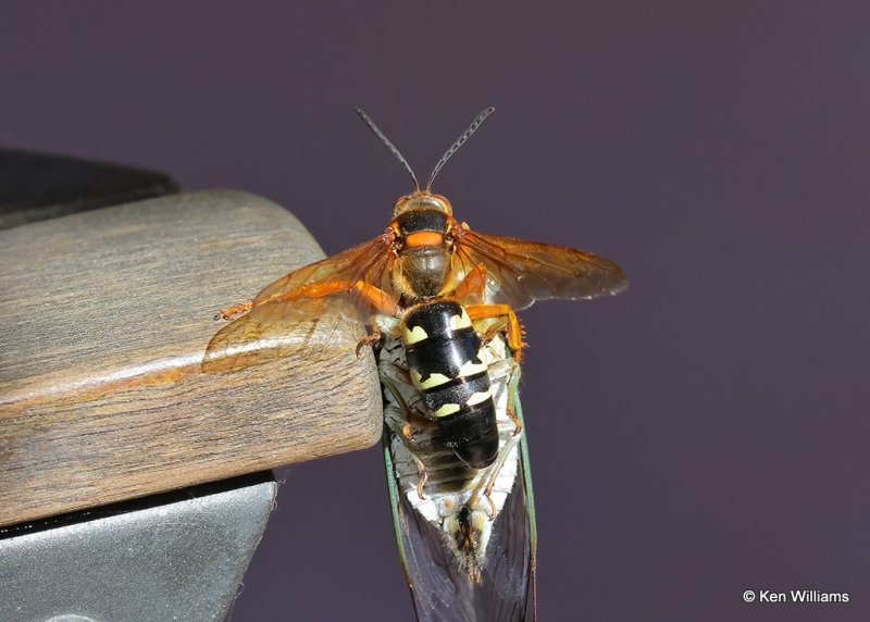 Eastern Cicada Killer, Rogers Co yard, OK, 9-4-2022a_4.jpg