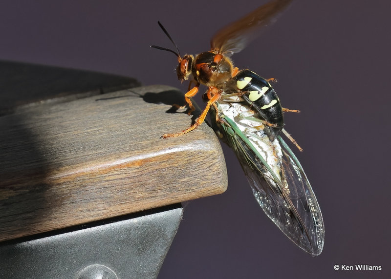 Eastern Cicada Killer, Rogers Co yard, OK, 9-4-2022a_5.jpg