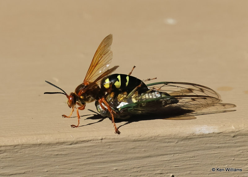 Eastern Cicada Killer, Rogers Co yard, OK, 9-4-2022a_9.jpg