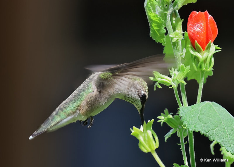 Ruby-throated Hummingbird - immature male on Turks Cap, Rogers Co yard, OK, 9-2-2022_2022a_0L0A3523.jpg