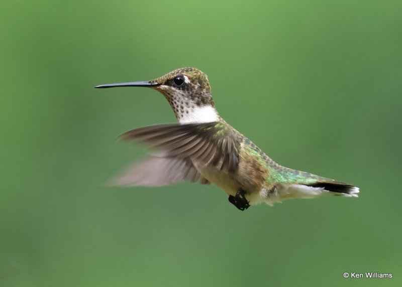Ruby-throated Hummingbird - immature male, Rogers Co yard, OK, 9-7-2022a_0L0A3103.jpg