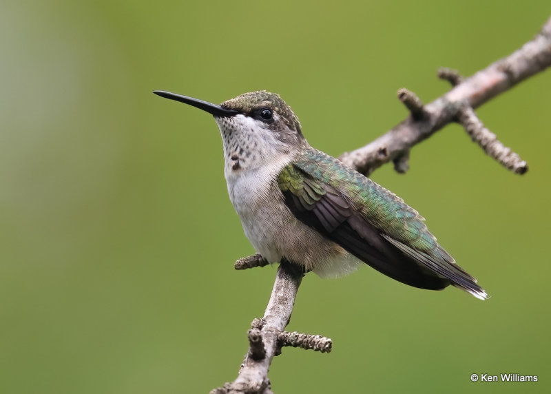 Ruby-throated Hummingbird - immature male, Rogers Co yard, OK, 9-7-2022a_0L0A3362.jpg