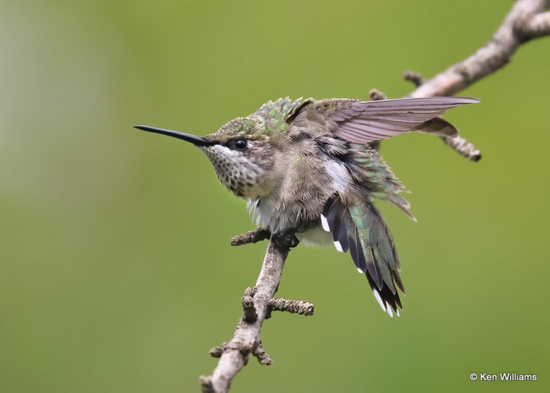 Ruby-throated Hummingbird - immature male, Rogers Co yard, OK, 9-7-2022a_0L0A3384.jpg