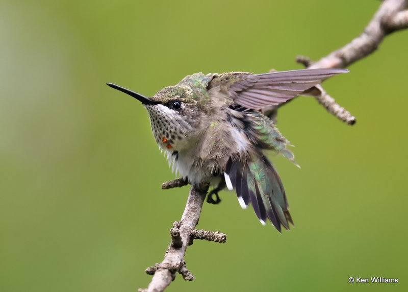 Ruby-throated Hummingbird - immature male, Rogers Co yard, OK, 9-7-2022a_0L0A3385.jpg