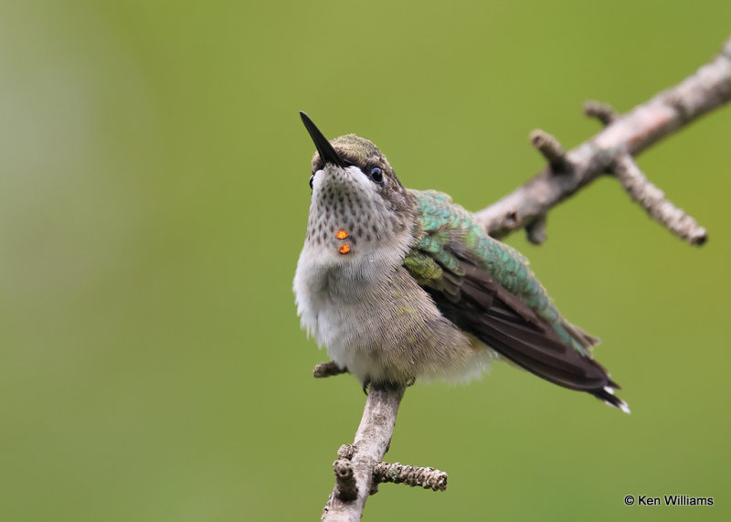Ruby-throated Hummingbird - immature male, Rogers Co yard, OK, 9-7-2022a_0L0A3391.jpg