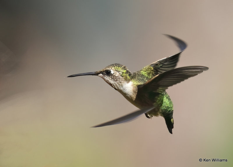 Ruby-throated Hummingbird female, Rogers Co yard, OK, 9-4-2022a__8-Recovered.jpg