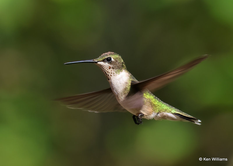 Ruby-throated Hummingbird immature male, Rogers Co yard, OK, 9-5-2022a_7.jpg