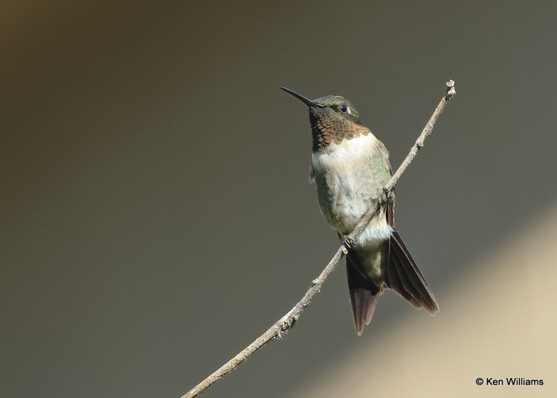 Ruby-throated Hummingbird male, Rogers Co yard, OK, 9-4-2022a_16.jpg