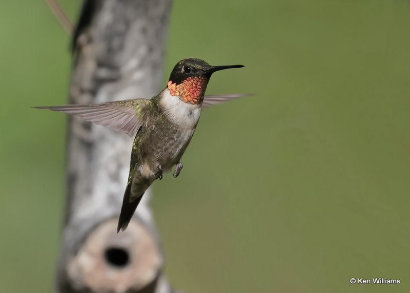 Ruby-throated Hummingbird male, Rogers Co yard, OK, 9-4-2022a_21.jpg