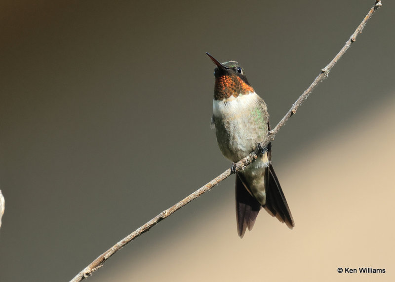 Ruby-throated Hummingbird male, Rogers Co yard, OK, 9-4-2022a_3.jpg