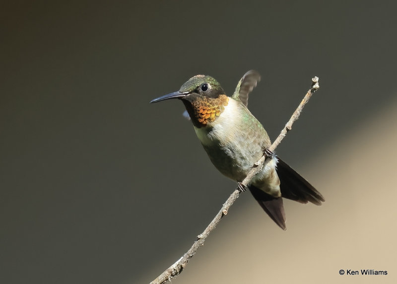 Ruby-throated Hummingbird male, Rogers Co yard, OK, 9-4-2022a_7.jpg
