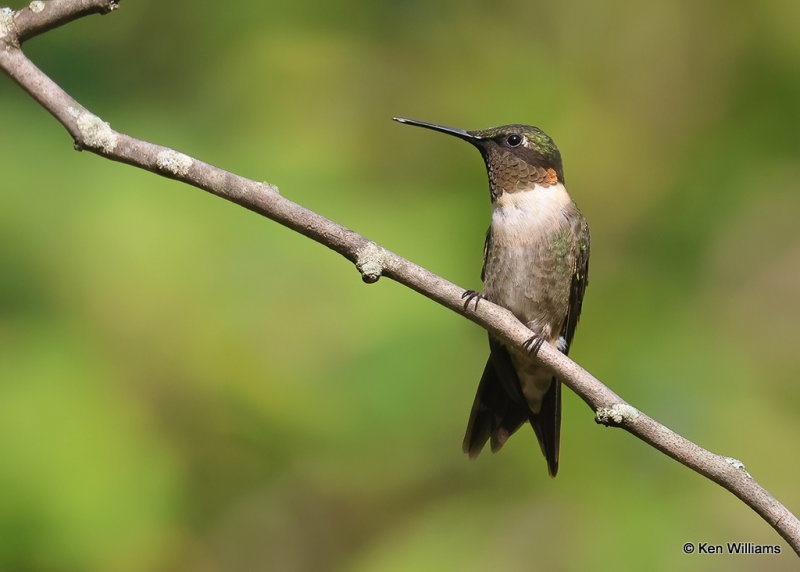 Ruby-throated Hummingbird male, Rogers Co yard, OK, 9-5-2022a_54.jpg