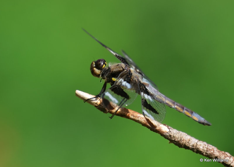 Twelve-spotted Skimmer immature male, Rogers Co yard, OK, 9-5-2022a_35.jpg