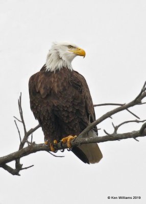 Bald Eagle adult, below Pensacola Dam, OK 2-14-19, Jpa_34109.jpg