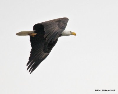 Bald Eagle adult, below Pensacola Dam, OK 2-14-19, Jpa_34129.jpg