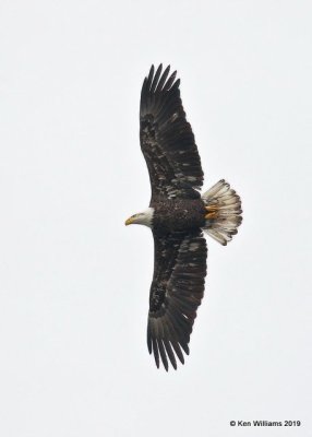 Bald Eagle basic 4th year, below Pensacola Dam, OK 2-14-19, Jpa_34155.jpg