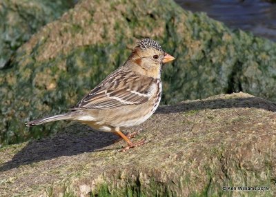 Harris's Sparrow, Overholster Lake, OK, 2-8-19, Jpa_34055.jpg