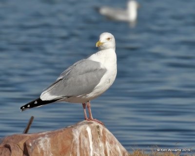 Herring Gull nonbreeding adult, Lake Hefner, OK, 2-8-19, Jpa_33873.jpg