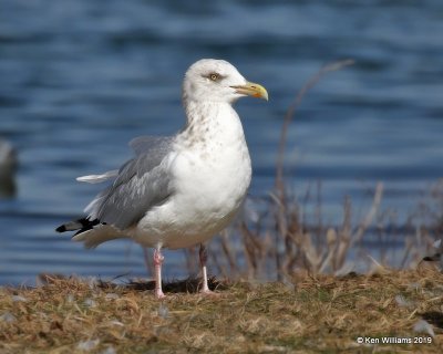 Herring Gull nonbreeding adult, Lake Hefner, OK, 2-8-19, Jpa_33903.jpg