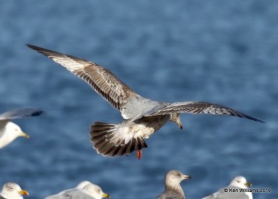 Herring Gull, 2nd-cycle, Lake Hefner, OK, 2-8-19, Jpa_33413.jpg
