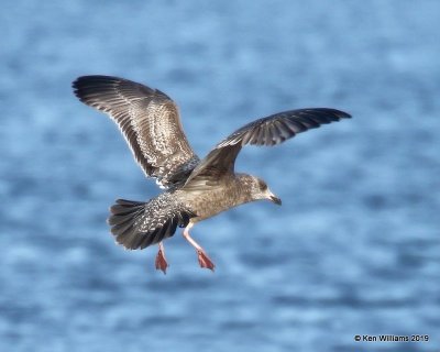 Herring Gull, first-cycle, Lake Hefner, OK, 2-8-19, Jpa_33410.jpg