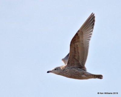 Herring Gull, first-cycle, Lake Hefner, OK, 2-8-19, Jpa_33428.jpg