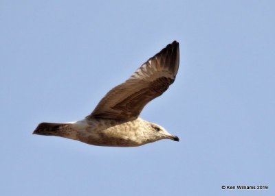 Herring Gull, first-cycle, Lake Hefner, OK, 2-8-19, Jpa_33430.jpg