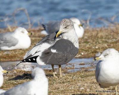 Lesser Black-backed Gull, nonbreeding, Lake Hefner, OK, 2--8-19, Jpa_33540.jpg