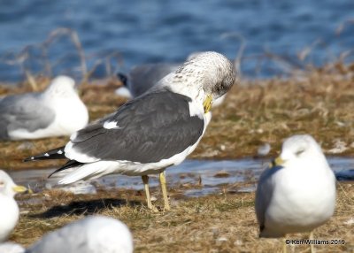 Lesser Black-backed Gull, nonbreeding, Lake Hefner, OK, 2--8-19, Jpa_33543.jpg