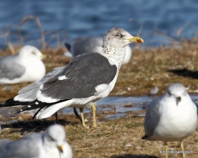 Lesser Black-backed Gull, nonbreeding, Lake Hefner, OK, 2--8-19, Jpa_33547.jpg