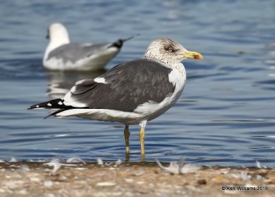 Lesser Black-backed Gull, nonbreeding, Lake Hefner, OK, 2--8-19, Jpa_33816.jpg