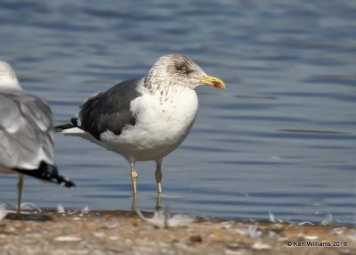 Lesser Black-backed Gull, nonbreeding, Lake Hefner, OK, 2--8-19, Jpa_33822.jpg