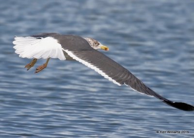 Lesser Black-backed Gull, nonbreeding, Lake Hefner, OK, 2--8-19, Jpa_33849.jpg