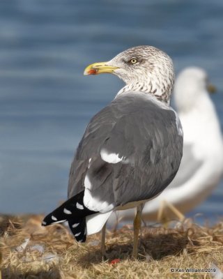 Lesser Black-backed Gull, nonbreeding, Lake Hefner, OK, 2--8-19, Jpa_33898.jpg