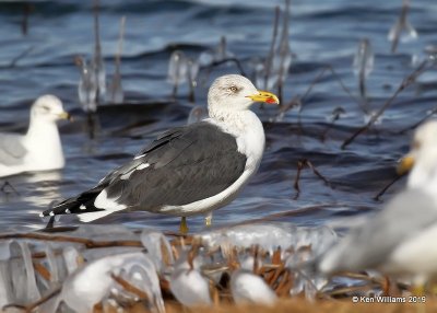 Lesser Black-backed Gull, nonbreeding, Lake Hefner, OK, 2--8-19, Jpa_34090.jpg