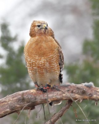 Red-shouldered Hawk, Rogers Co yard, OK, 2-15-19, Jpa_34309.jpg