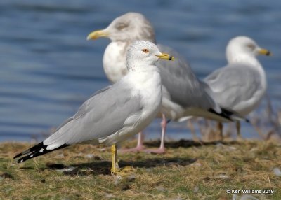 Ring-billed Gull, nonbreeding, Lake Hefner, OK, 2-8-19, Jpa_33920.jpg