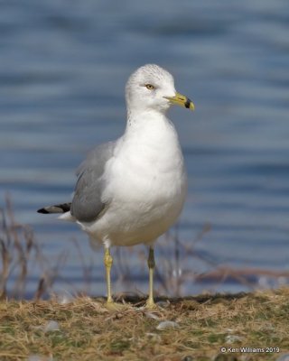 Ring-billed Gull, nonbreeding, Lake Hefner, OK, 2-8-19, Jpa_33928.jpg