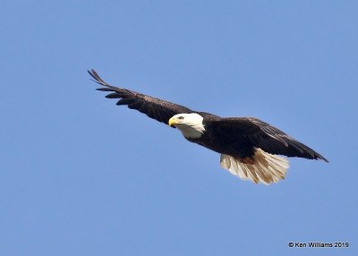 Bald Eagle adult, below Pensacola Dam, OK, 2-18-19, Jpa_34472.jpg