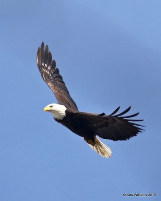 Bald Eagle adult, below Pensacola Dam, OK, 2-18-19, Jpa_34477.jpg